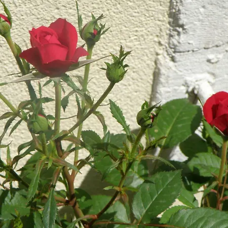 Solitudo Apartman Dubrovnik